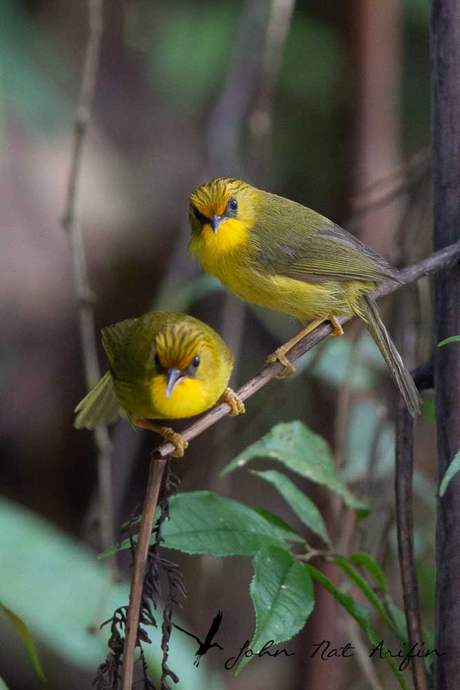 Birding and photographing birds in Fraser’s Hill, West Malaysia