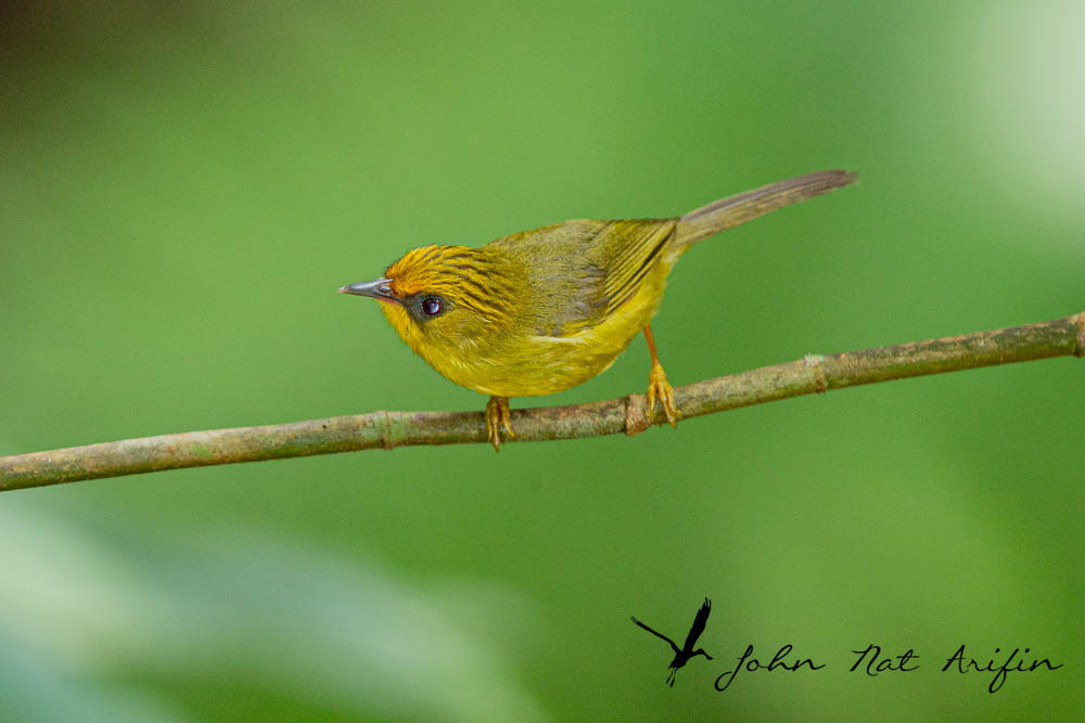Birding and photographing birds in Fraser’s Hill, West Malaysia