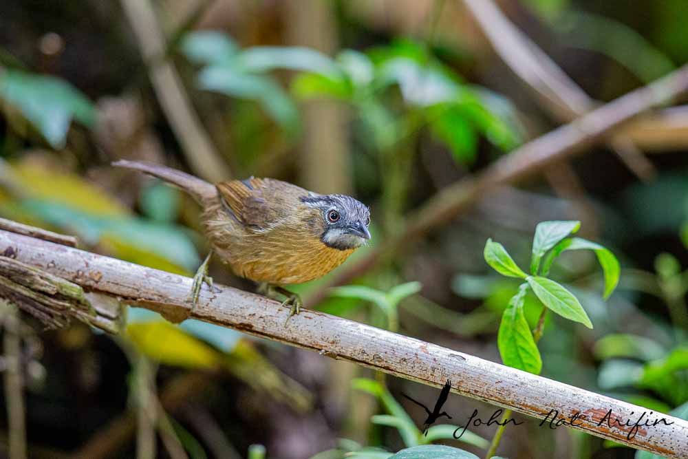 Birding and photographing birds in Fraser’s Hill, West Malaysia
