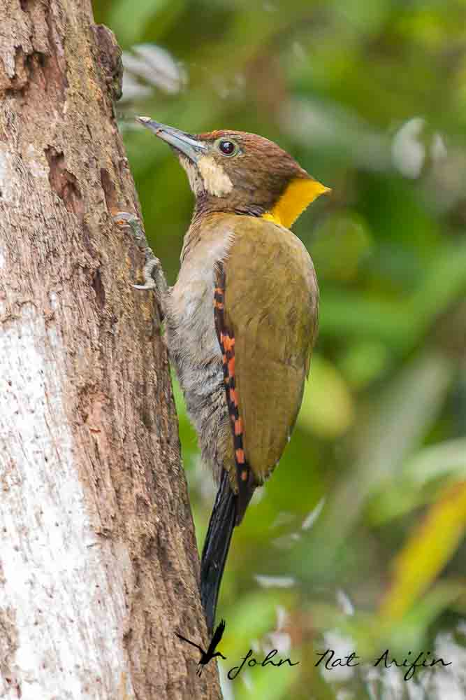 Birding and photographing birds in Fraser’s Hill, West Malaysia