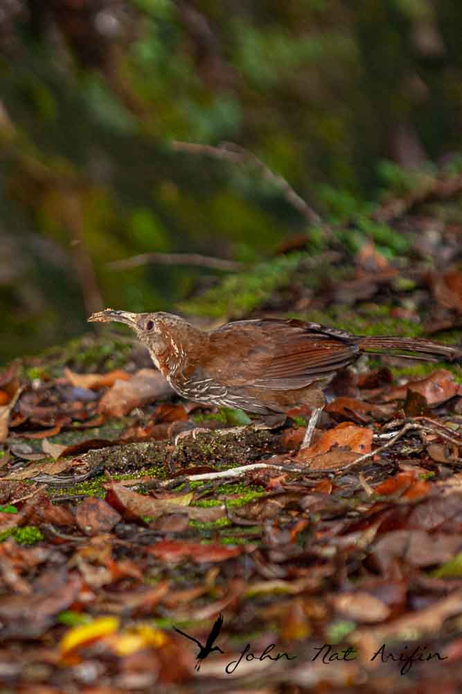Birding and photographing birds in Fraser’s Hill, West Malaysia