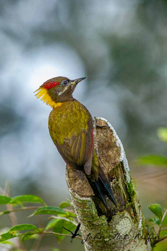 Birding and photographing birds in Fraser’s Hill, West Malaysia