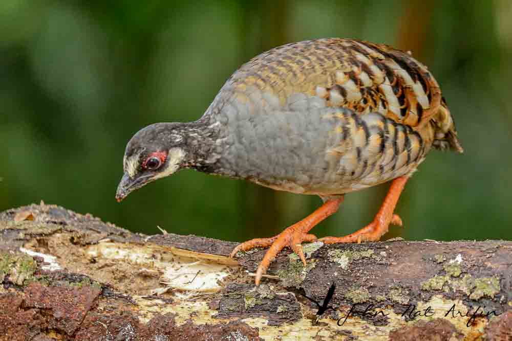 Birding and photographing birds in Fraser’s Hill, West Malaysia