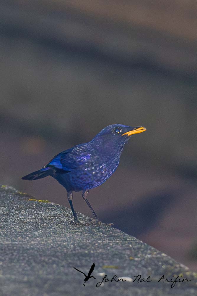 Birding and photographing birds in Fraser’s Hill, West Malaysia