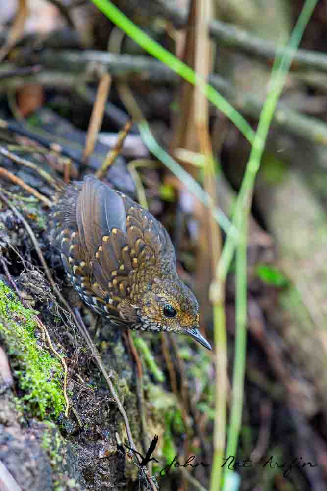 Birding and photographing birds in Fraser’s Hill, West Malaysia