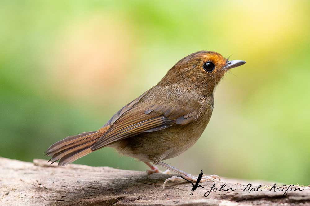 Birding and photographing birds in Fraser’s Hill, West Malaysia