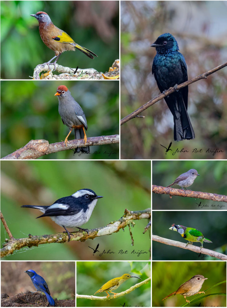 Birding and photographing birds in Fraser’s Hill, West Malaysia