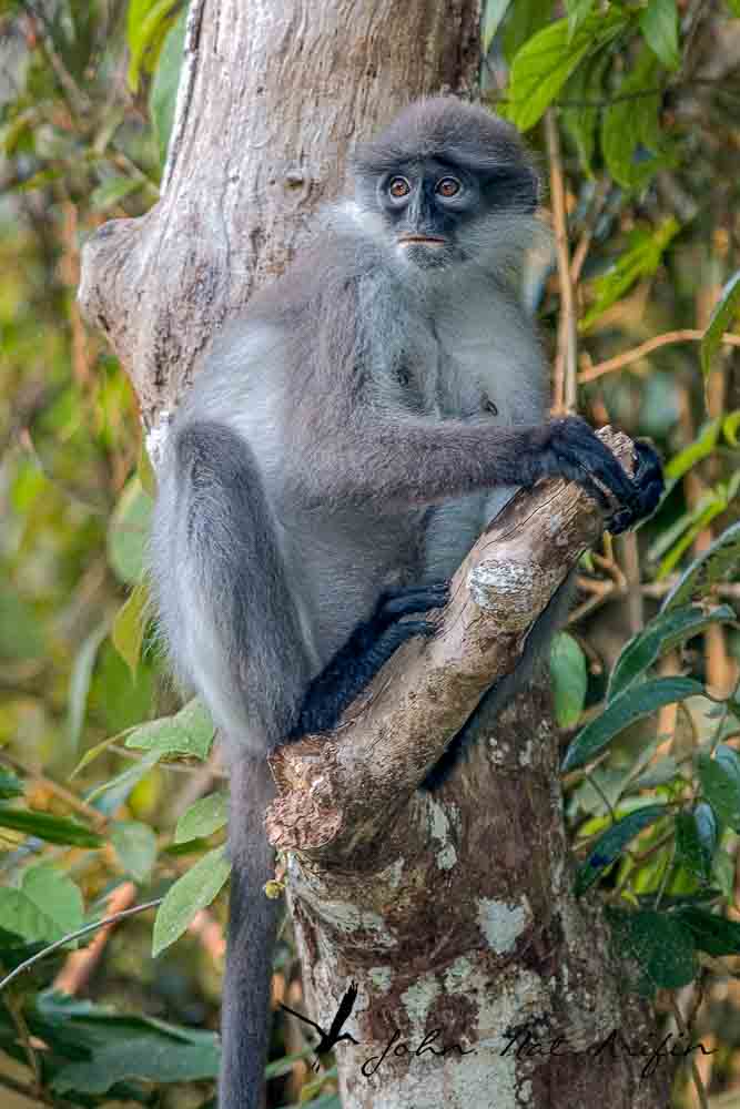 Birding and photographing birds in Fraser’s Hill, West Malaysia