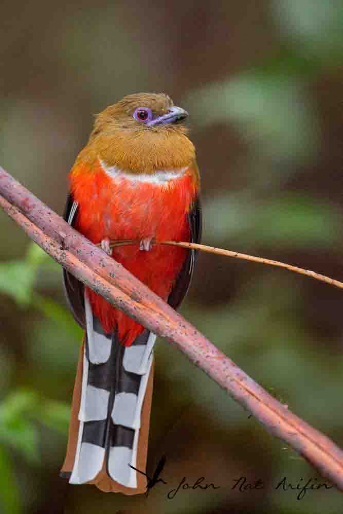Birding and photographing birds in Fraser’s Hill, West Malaysia