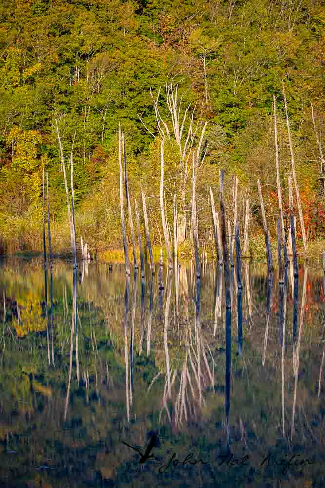 Hokkaido, Japan, Birding & Scenic Driving Road Trip in Autumn.