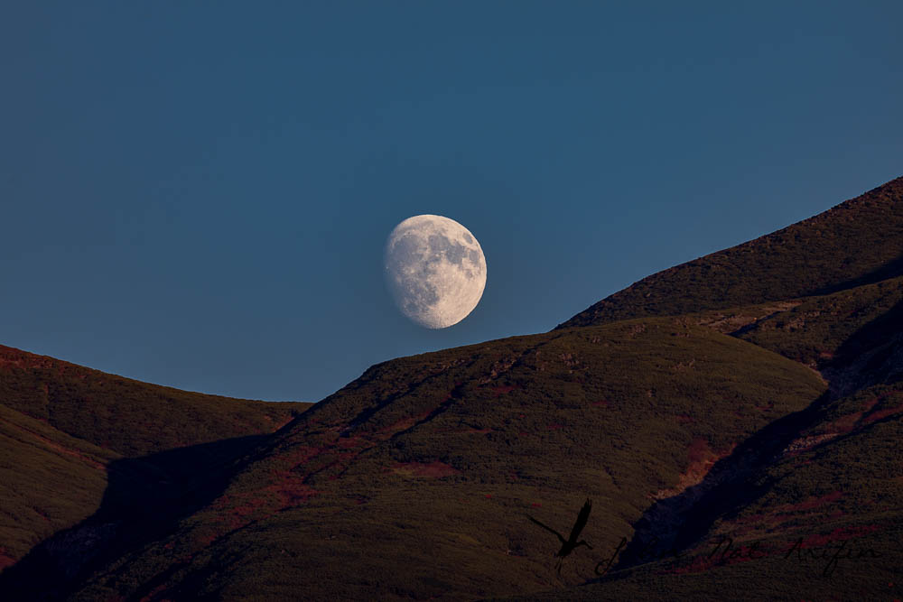 Hokkaido, Japan, Birding & Scenic Driving Road Trip in Autumn.