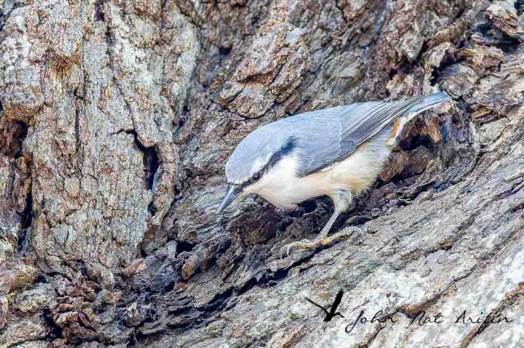 Explore Hokkaido: Birding and Scenic Drives in Japan's Autumn