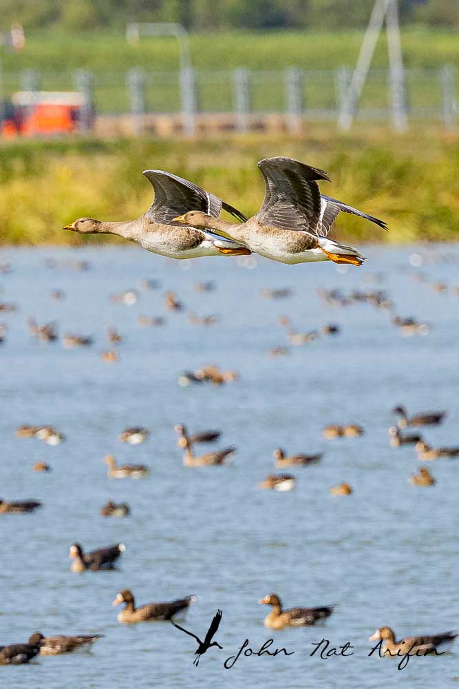 Greater White-fronted Geese