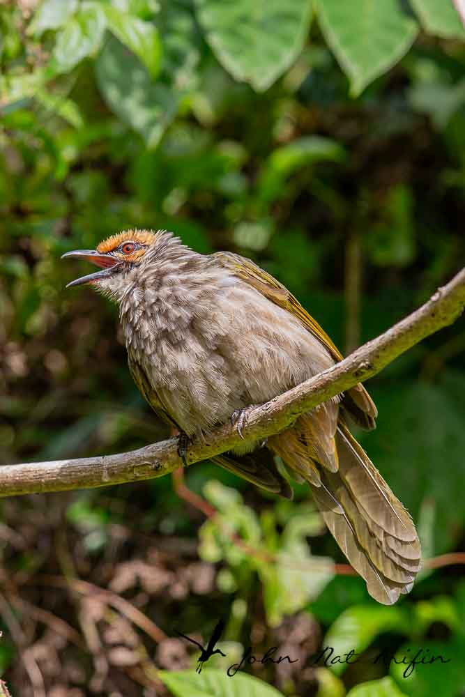 Learn how to differentiate Straw-headed Bulbul and Striped-throated Bulbul by size, throat streaks, habitat and key field marks in Southeast Asia.