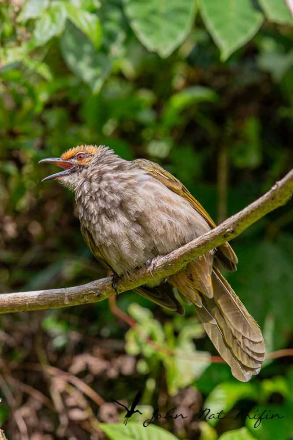 Learn how to differentiate Straw-headed Bulbul and Striped-throated Bulbul by size, throat streaks, habitat and key field marks in Southeast Asia.