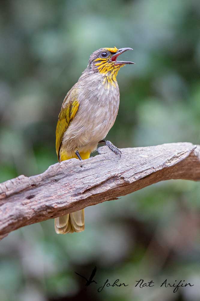 Learn how to differentiate Straw-headed Bulbul and Striped-throated Bulbul by size, throat streaks, habitat and key field marks in Southeast Asia.