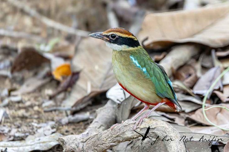 Photographing four species of pitta in Singapore – Fairy Pitta, Blue-winged Pitta, Mangrove Pitta and Hooded Pitta. A bird photographer’s journey through Singapore’s best birding locations.