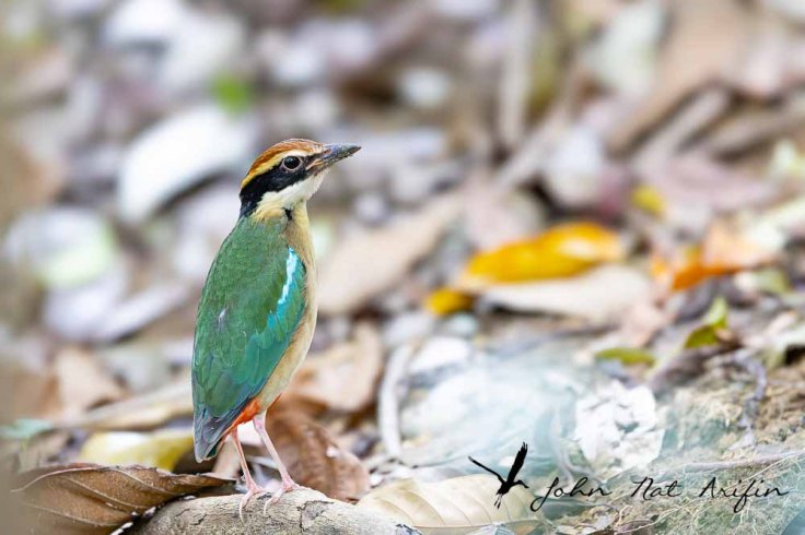 Photographing four species of pitta in Singapore – Fairy Pitta, Blue-winged Pitta, Mangrove Pitta and Hooded Pitta. A bird photographer’s journey through Singapore’s best birding locations.