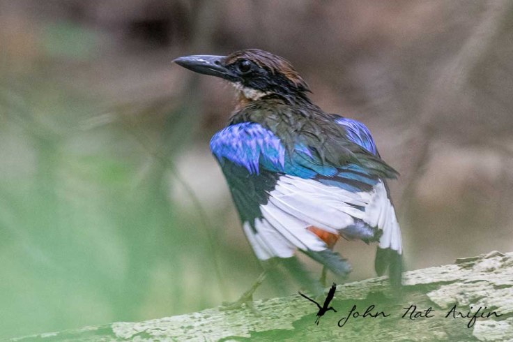 Photographing four species of pitta in Singapore – Fairy Pitta, Blue-winged Pitta, Mangrove Pitta and Hooded Pitta. A bird photographer’s journey through Singapore’s best birding locations.