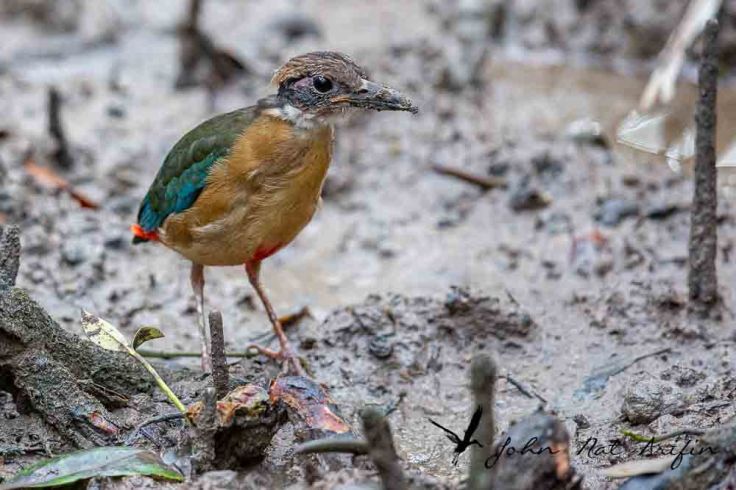 Photographing four species of pitta in Singapore – Fairy Pitta, Blue-winged Pitta, Mangrove Pitta and Hooded Pitta. A bird photographer’s journey through Singapore’s best birding locations.