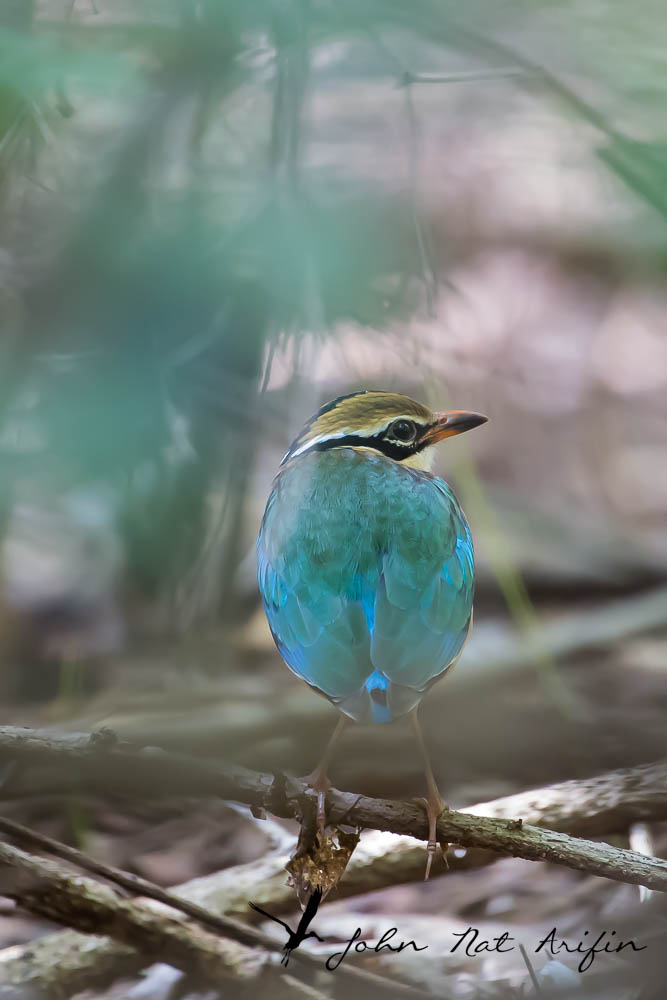 Photographing four species of pitta in Singapore – Fairy Pitta, Blue-winged Pitta, Mangrove Pitta and Hooded Pitta. A bird photographer’s journey through Singapore’s best birding locations.