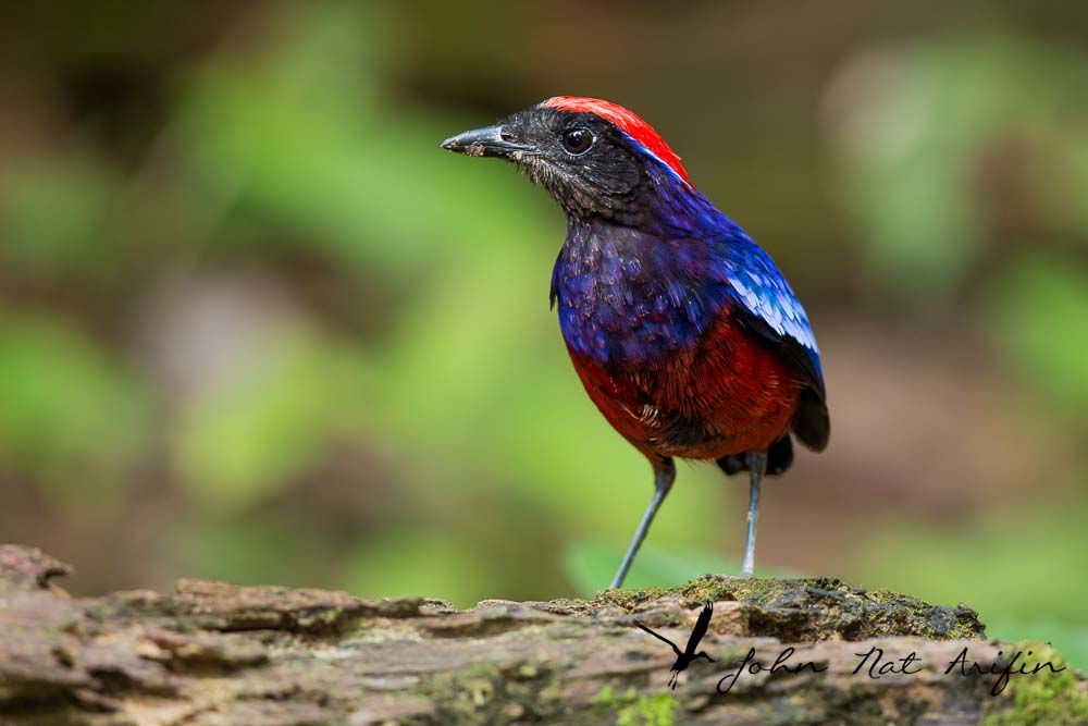 Photographing four species of pitta in Singapore – Fairy Pitta, Blue-winged Pitta, Mangrove Pitta and Hooded Pitta. A bird photographer’s journey through Singapore’s best birding locations.