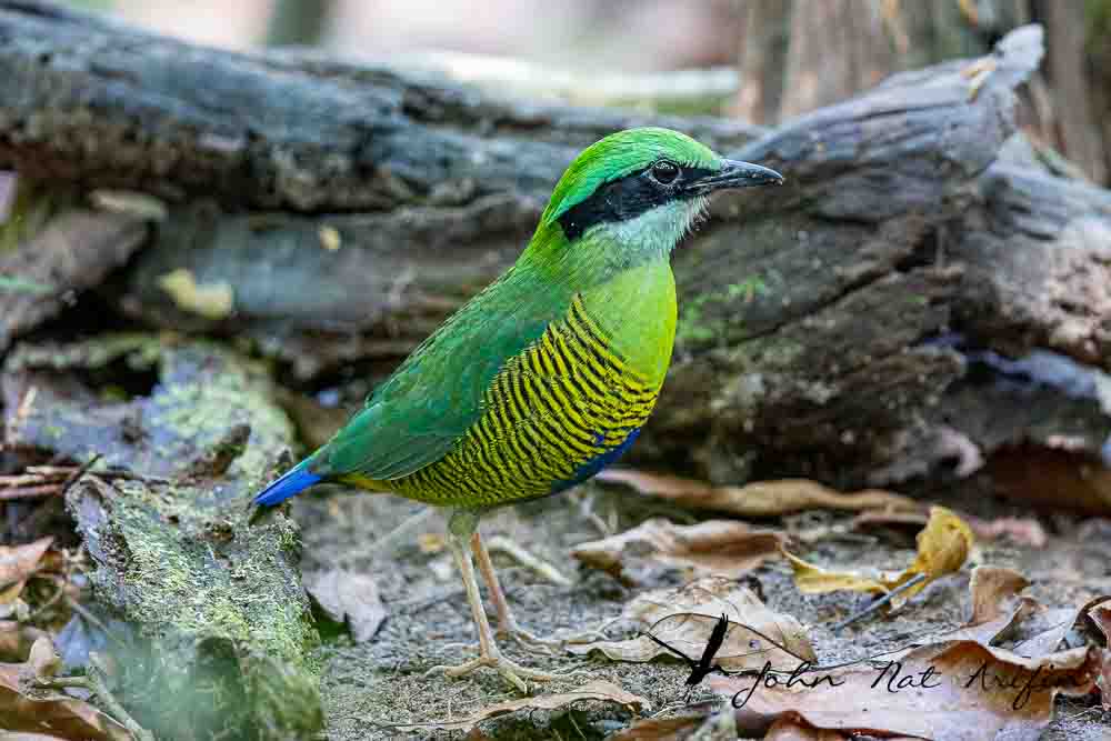 Photographing four species of pitta in Singapore – Fairy Pitta, Blue-winged Pitta, Mangrove Pitta and Hooded Pitta. A bird photographer’s journey through Singapore’s best birding locations.