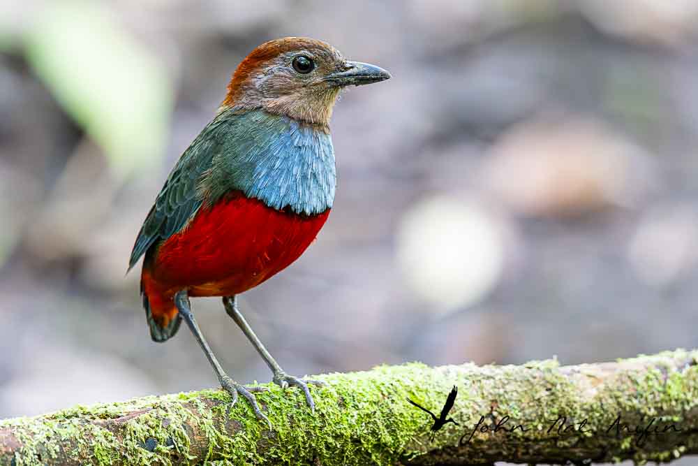 Photographing four species of pitta in Singapore – Fairy Pitta, Blue-winged Pitta, Mangrove Pitta and Hooded Pitta. A bird photographer’s journey through Singapore’s best birding locations.