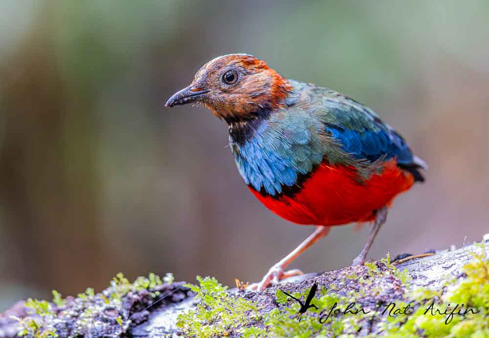 Photographing four species of pitta in Singapore – Fairy Pitta, Blue-winged Pitta, Mangrove Pitta and Hooded Pitta. A bird photographer’s journey through Singapore’s best birding locations.