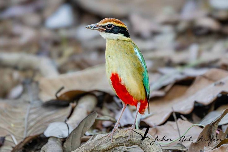 Photographing four species of pitta in Singapore – Fairy Pitta, Blue-winged Pitta, Mangrove Pitta and Hooded Pitta. A bird photographer’s journey through Singapore’s best birding locations.