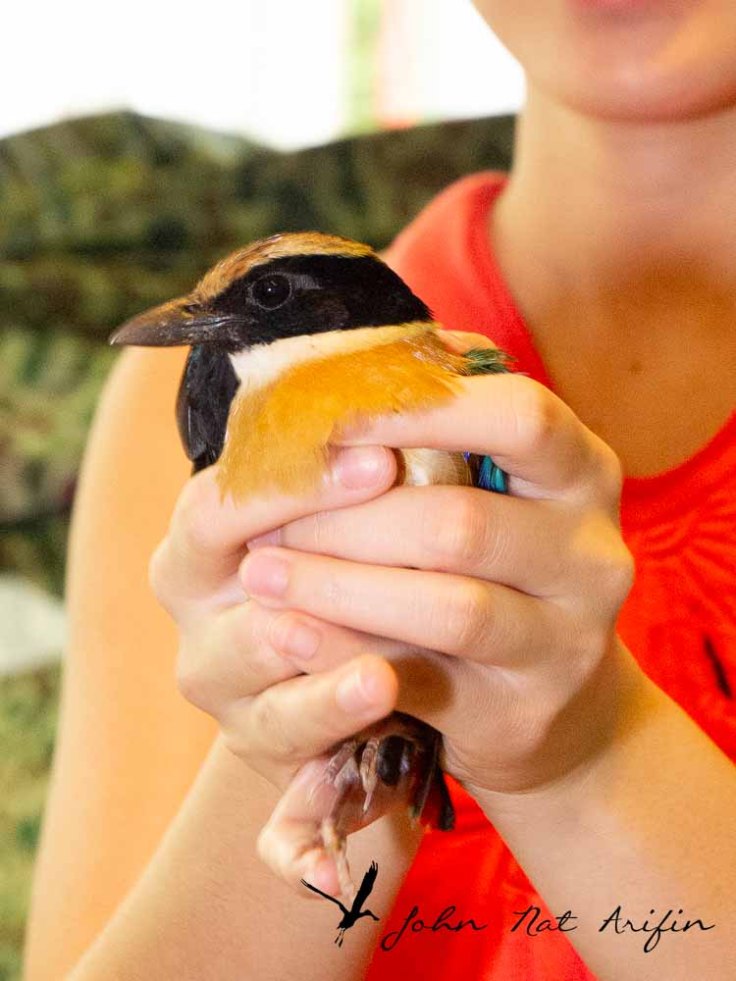 Photographing four species of pitta in Singapore – Fairy Pitta, Blue-winged Pitta, Mangrove Pitta and Hooded Pitta. A bird photographer’s journey through Singapore’s best birding locations.