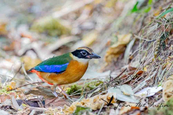 Photographing four species of pitta in Singapore – Fairy Pitta, Blue-winged Pitta, Mangrove Pitta and Hooded Pitta. A bird photographer’s journey through Singapore’s best birding locations.