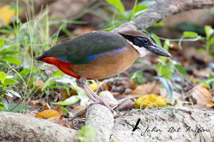 Photographing four species of pitta in Singapore – Fairy Pitta, Blue-winged Pitta, Mangrove Pitta and Hooded Pitta. A bird photographer’s journey through Singapore’s best birding locations.