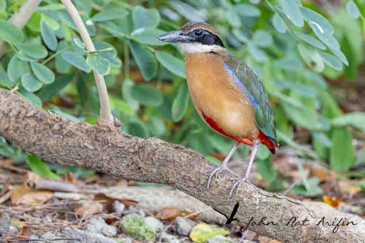 Photographing four species of pitta in Singapore – Fairy Pitta, Blue-winged Pitta, Mangrove Pitta and Hooded Pitta. A bird photographer’s journey through Singapore’s best birding locations.