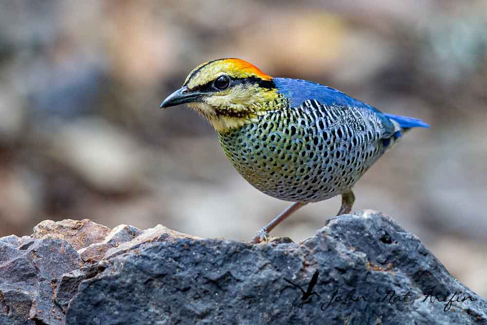 Photographing four species of pitta in Singapore – Fairy Pitta, Blue-winged Pitta, Mangrove Pitta and Hooded Pitta. A bird photographer’s journey through Singapore’s best birding locations.