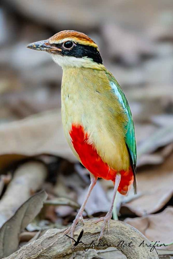 Photographing four species of pitta in Singapore – Fairy Pitta, Blue-winged Pitta, Mangrove Pitta and Hooded Pitta. A bird photographer’s journey through Singapore’s best birding locations.