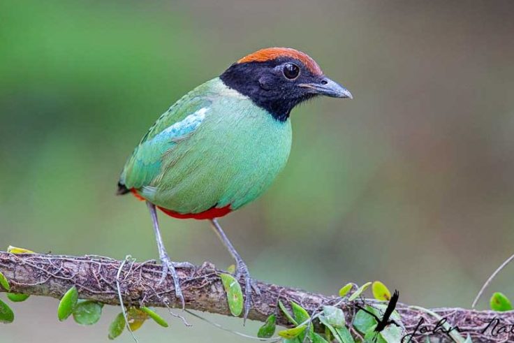 Photographing four species of pitta in Singapore – Fairy Pitta, Blue-winged Pitta, Mangrove Pitta and Hooded Pitta. A bird photographer’s journey through Singapore’s best birding locations.