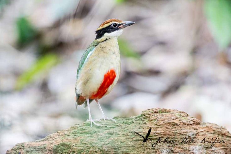 How to Use a 25mm Extension Tube on a 200–400mm f/4 Lens or 600mm f/4 lens to Photograph Pittas