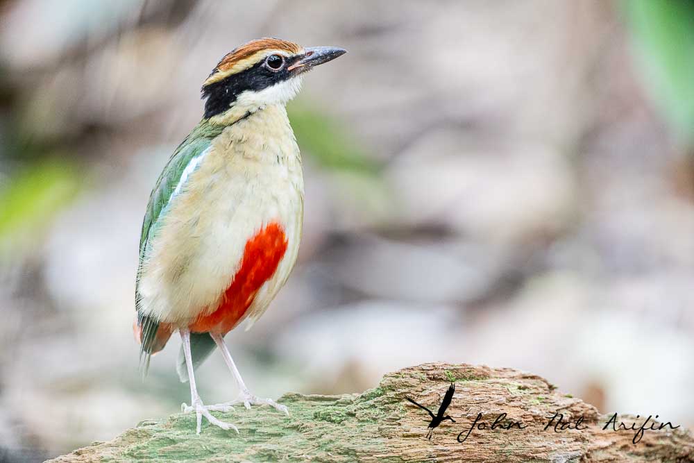 How to Use a 25mm Extension Tube on a 200–400mm f/4 Lens or 600mm f/4 lens to Photograph Pittas