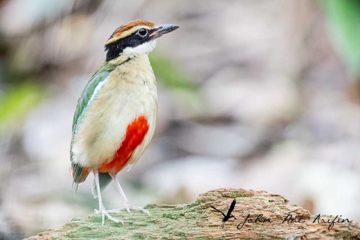 How to Use a 25mm Extension Tube on a 200–400mm f/4 Lens or 600mm f/4 lens to Photograph Pittas