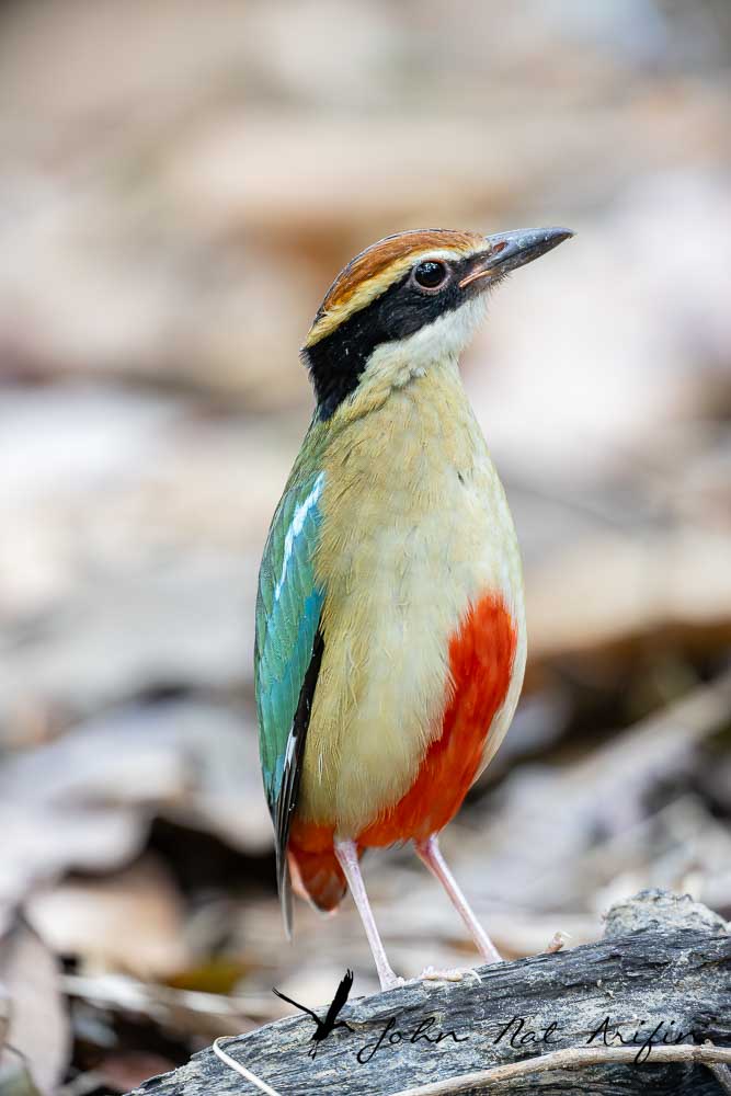 How to Use a 25mm Extension Tube on a 200–400mm f/4 Lens or 600mm f/4 lens to Photograph Pittas