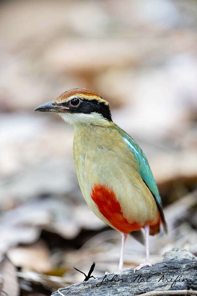 How to Use a 25mm Extension Tube on a 200–400mm f/4 Lens or 600mm f/4 lens to Photograph Pittas