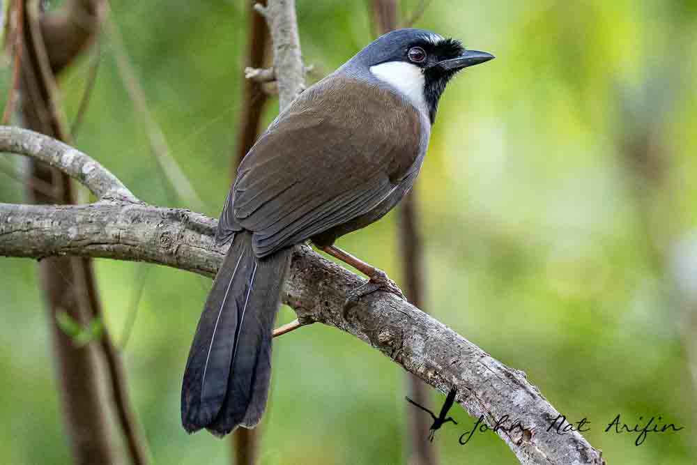 Laughingthrushes of Southeast Asia: A Bird Photographer’s Journey Across Singapore, Malaysia, Thailand, and Vietnam