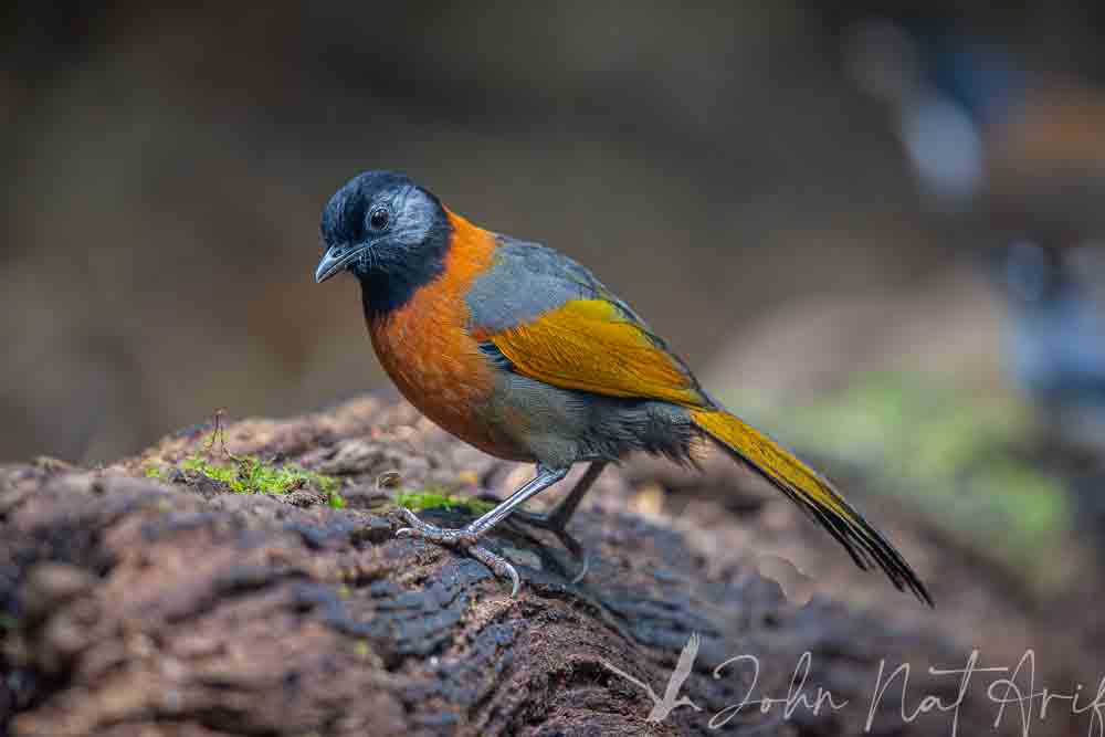 Laughingthrushes of Southeast Asia: A Bird Photographer’s Journey Across Singapore, Malaysia, Thailand, and Vietnam