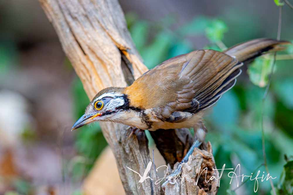 Laughingthrushes of Southeast Asia: A Bird Photographer’s Journey Across Singapore, Malaysia, Thailand, and Vietnam