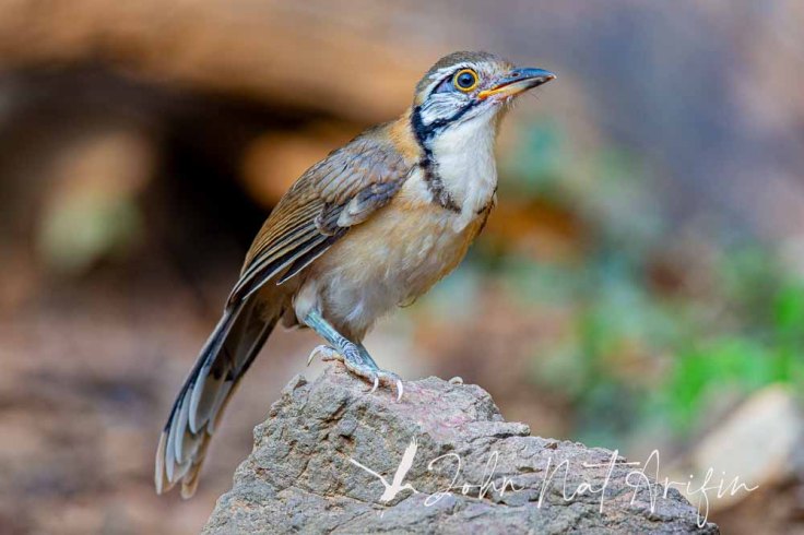 Laughingthrushes of Southeast Asia: A Bird Photographer’s Journey Across Singapore, Malaysia, Thailand, and Vietnam