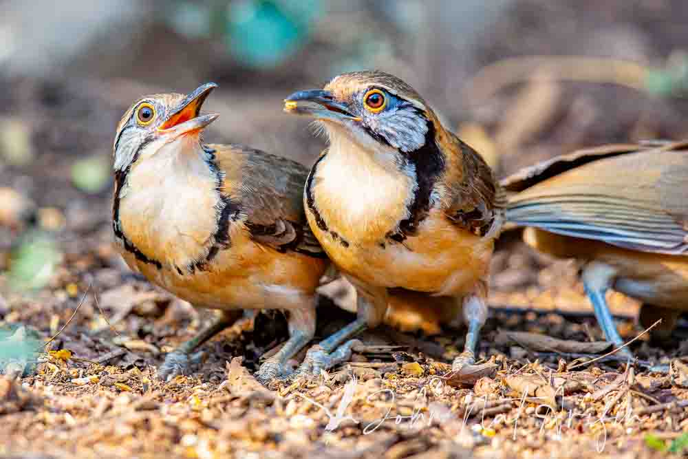 Laughingthrushes of Southeast Asia: A Bird Photographer’s Journey Across Singapore, Malaysia, Thailand, and Vietnam