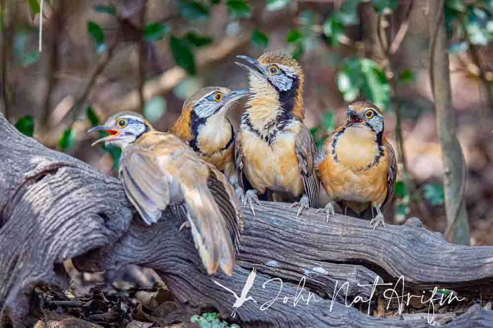 Laughingthrushes of Southeast Asia: A Bird Photographer’s Journey Across Singapore, Malaysia, Thailand, and Vietnam