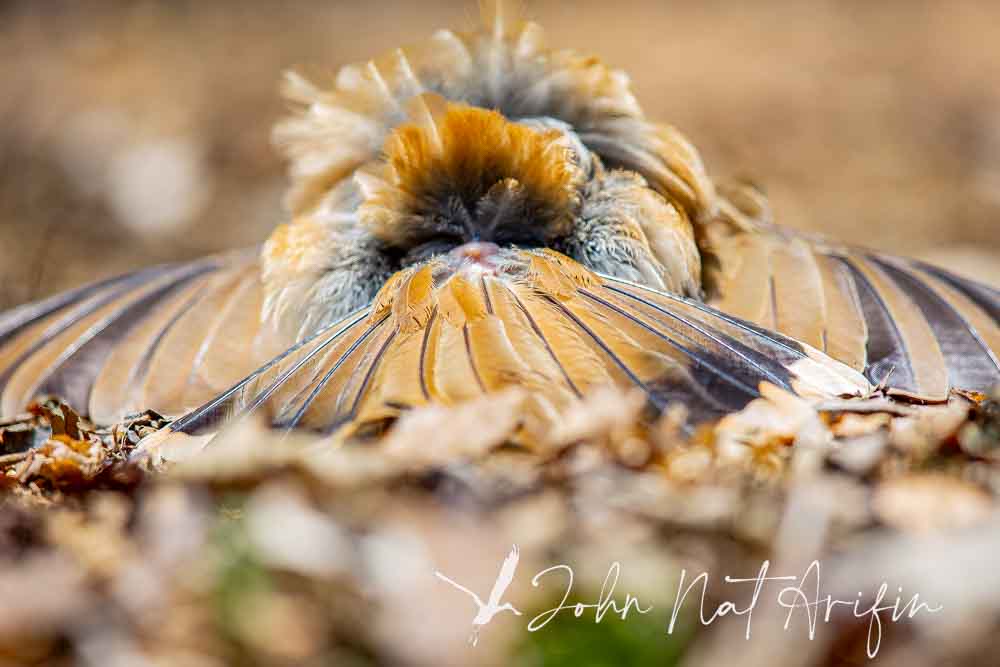 Laughingthrushes of Southeast Asia: A Bird Photographer’s Journey Across Singapore, Malaysia, Thailand, and Vietnam