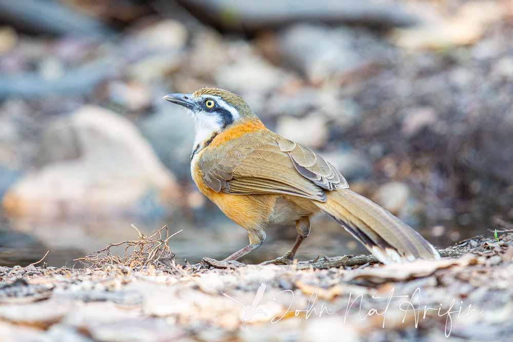 Laughingthrushes of Southeast Asia: A Bird Photographer’s Journey Across Singapore, Malaysia, Thailand, and Vietnam
